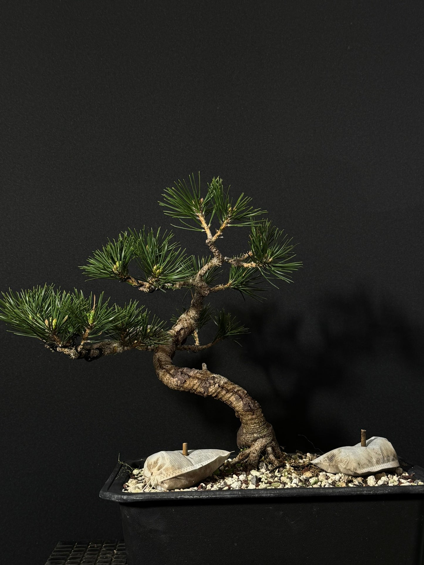 Japanese Black Pine