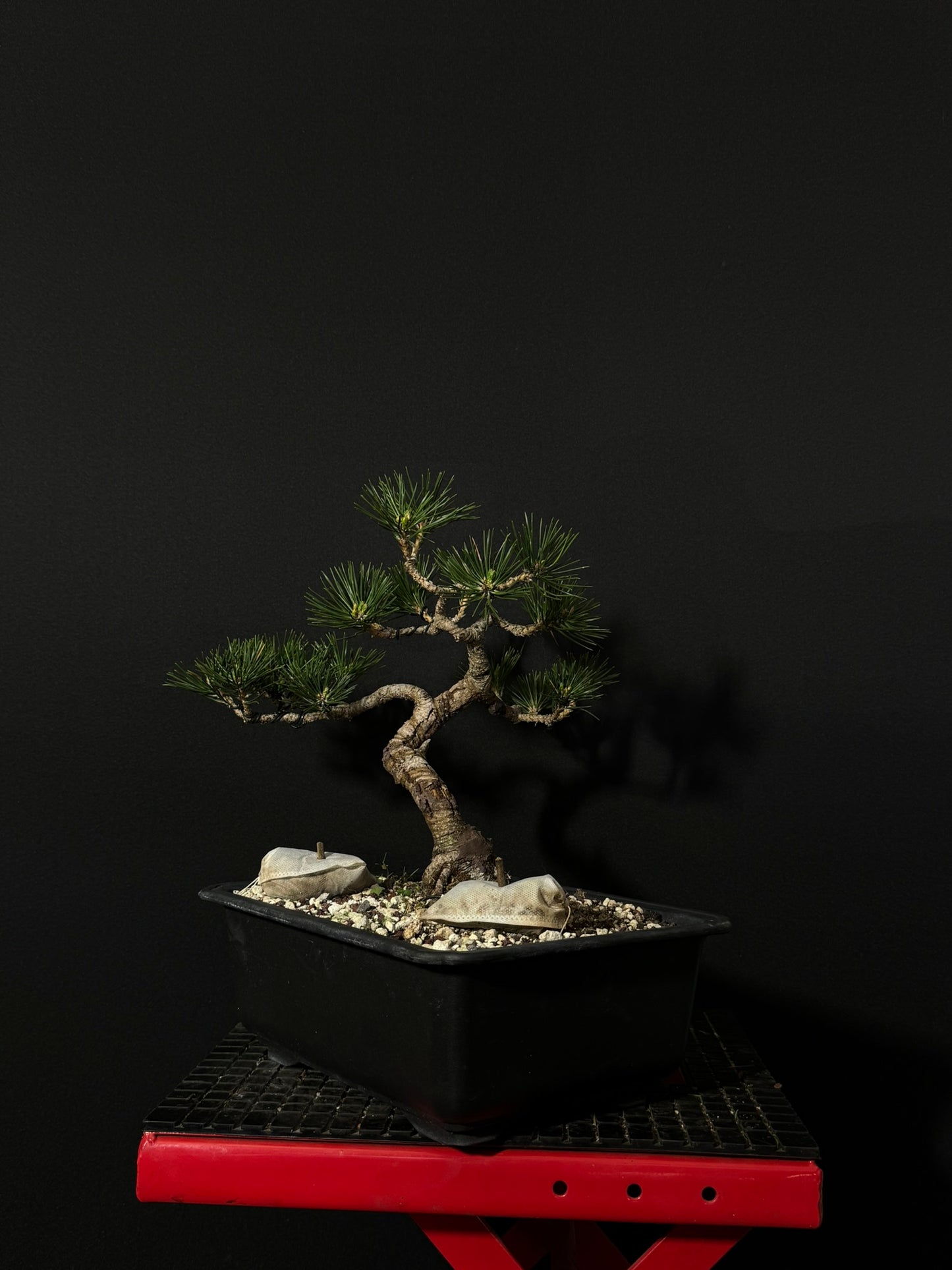 Japanese Black Pine