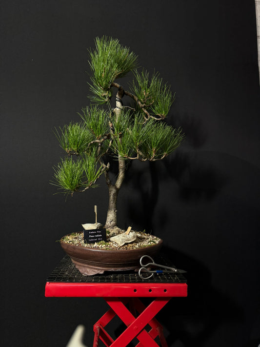 Radiata Pine