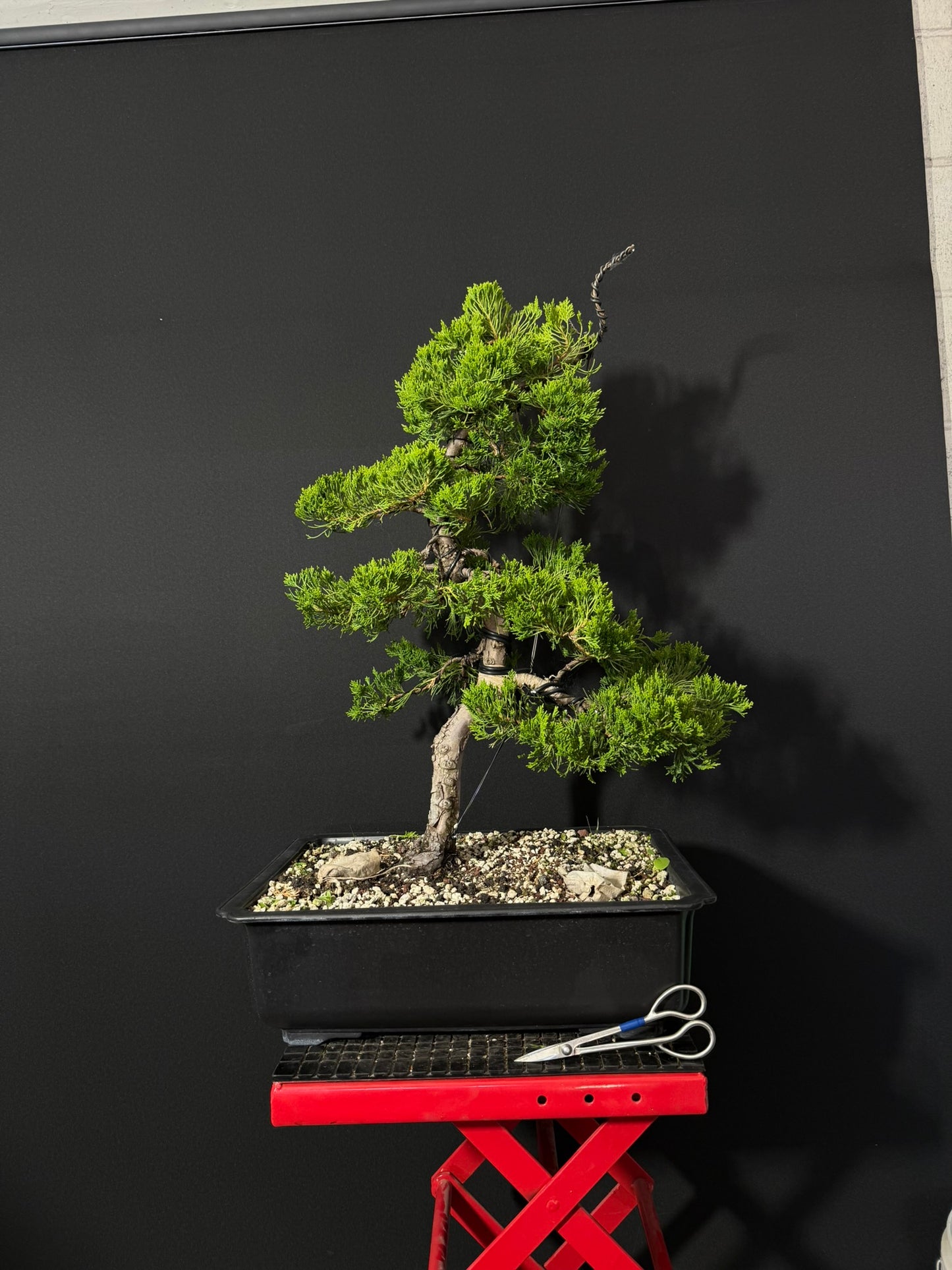 Kaizuka Juniper