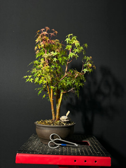 Japanese Maple Clump