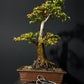 Trident Maple