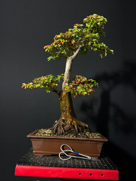 Trident Maple