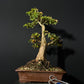 Trident Maple