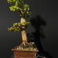 Trident Maple