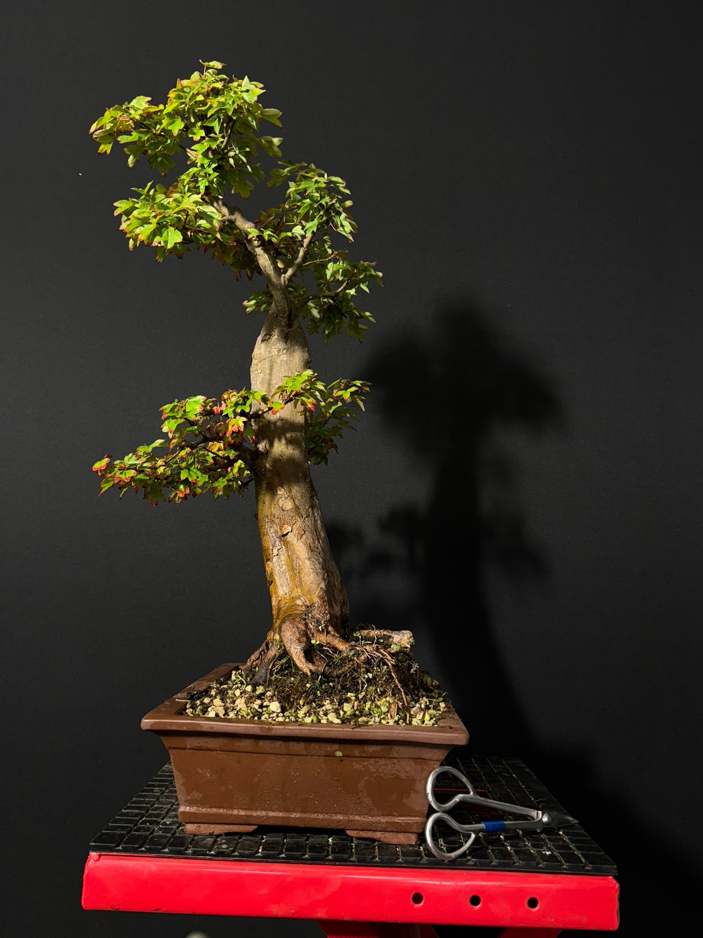 Trident Maple