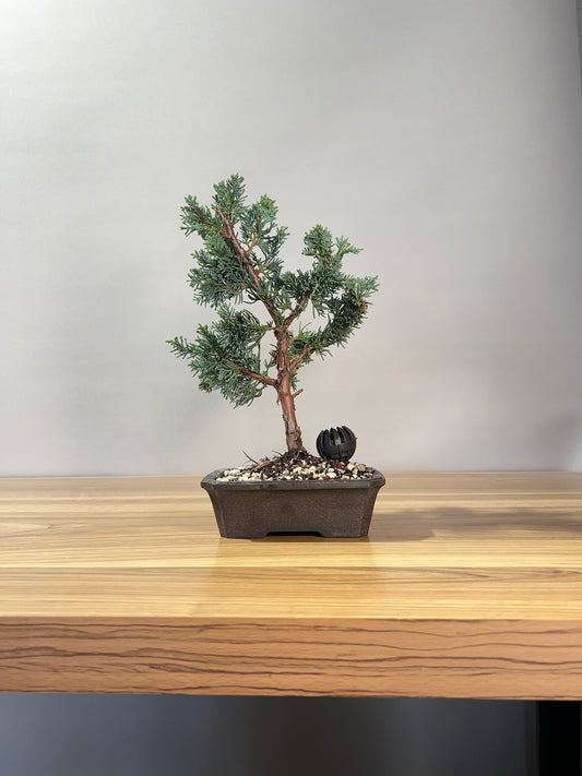 Chinese Juniper x media blaauw