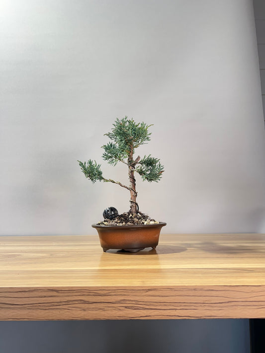 Chinese Juniper x media blaauw