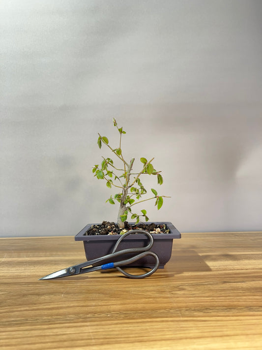 European Hornbeam Starter