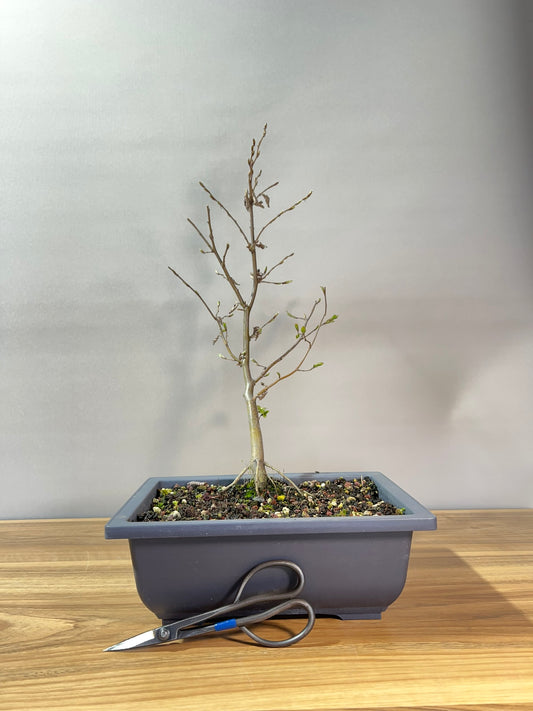 European Hornbeam Starter II