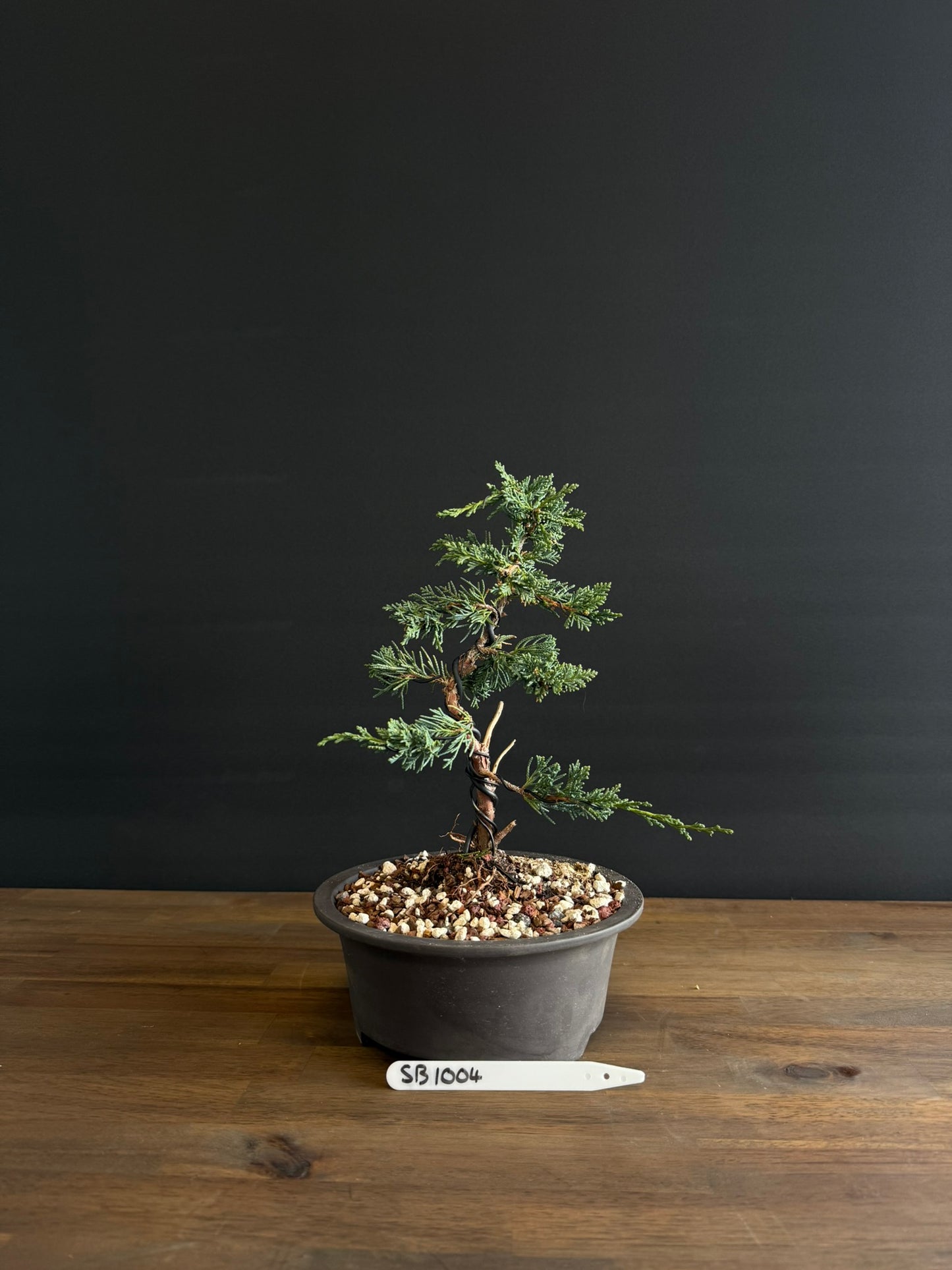 Juniperus x media blaauw