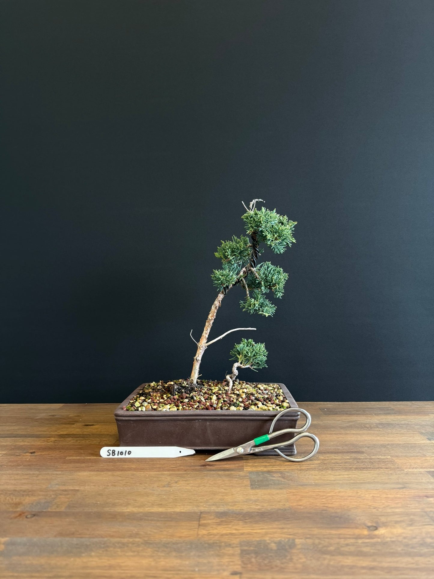 Juniperus x media blaauw
