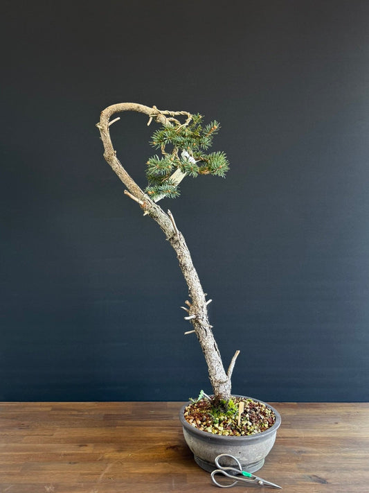 Blue Spruce Literati