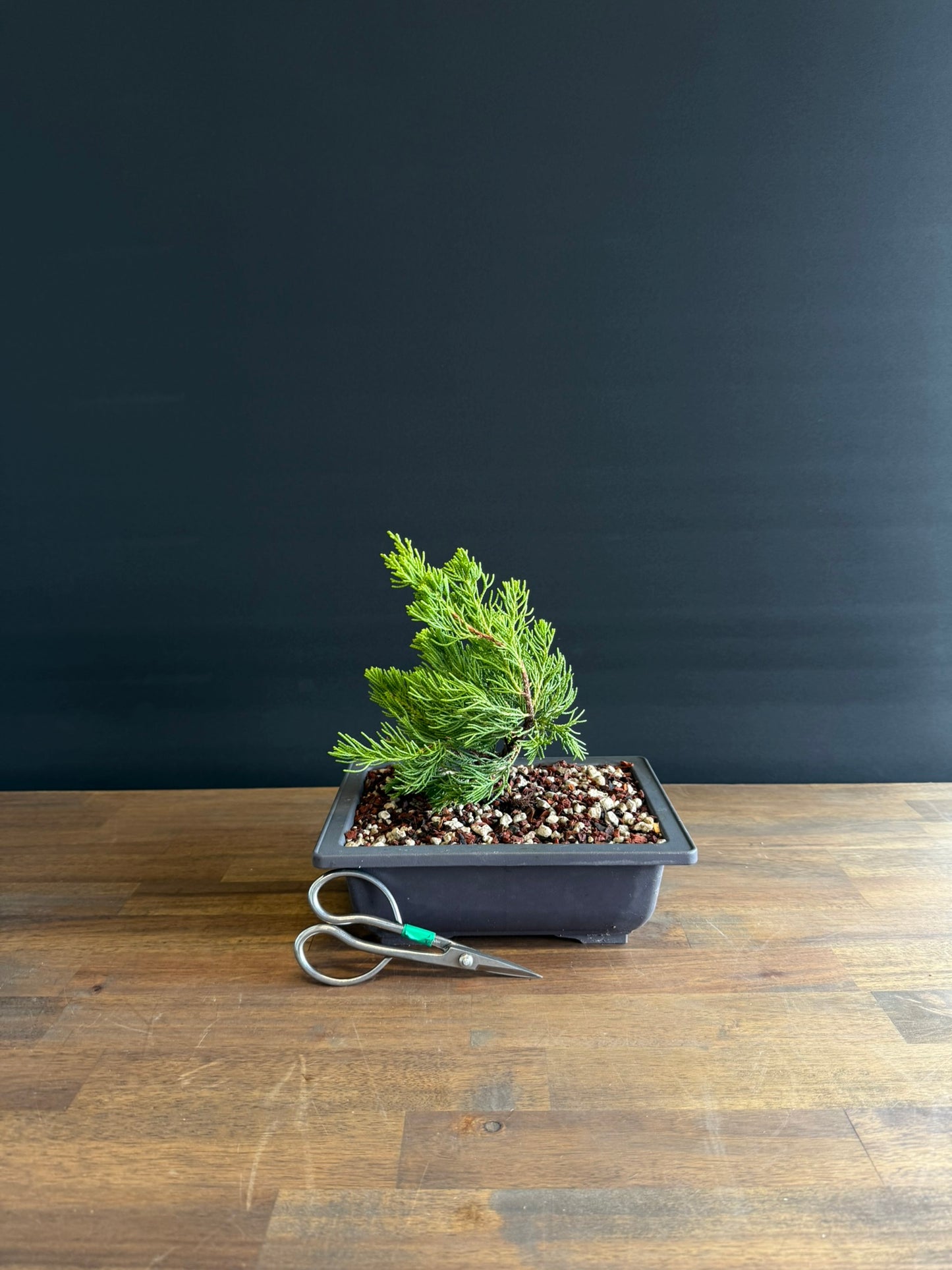 Juniper Starter Bonsai -kaizuka