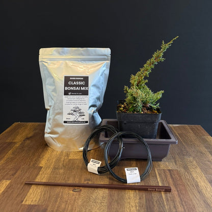 DIY Juniper Bonsai Kit