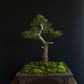 Pine Bonsai