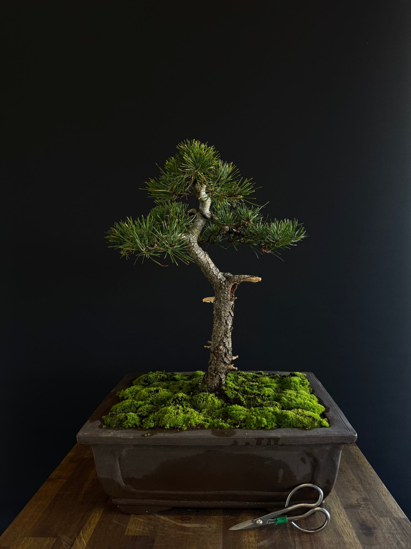 Pine Bonsai