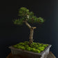 Pine Bonsai