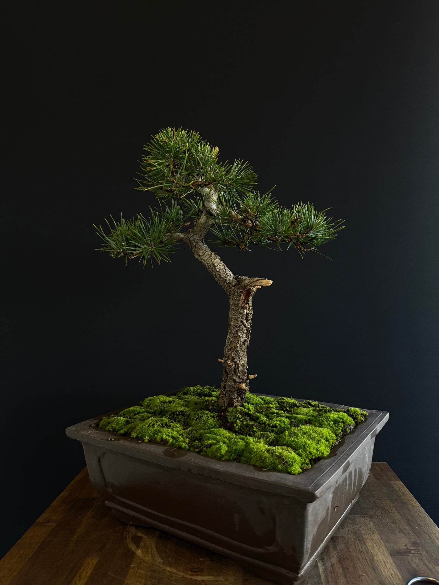 Pine Bonsai