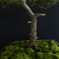 Pine Bonsai