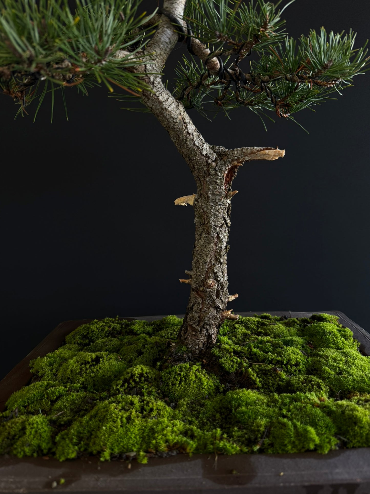 Pine Bonsai