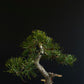 Pine Bonsai