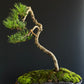 Radiata Pine Bonsai