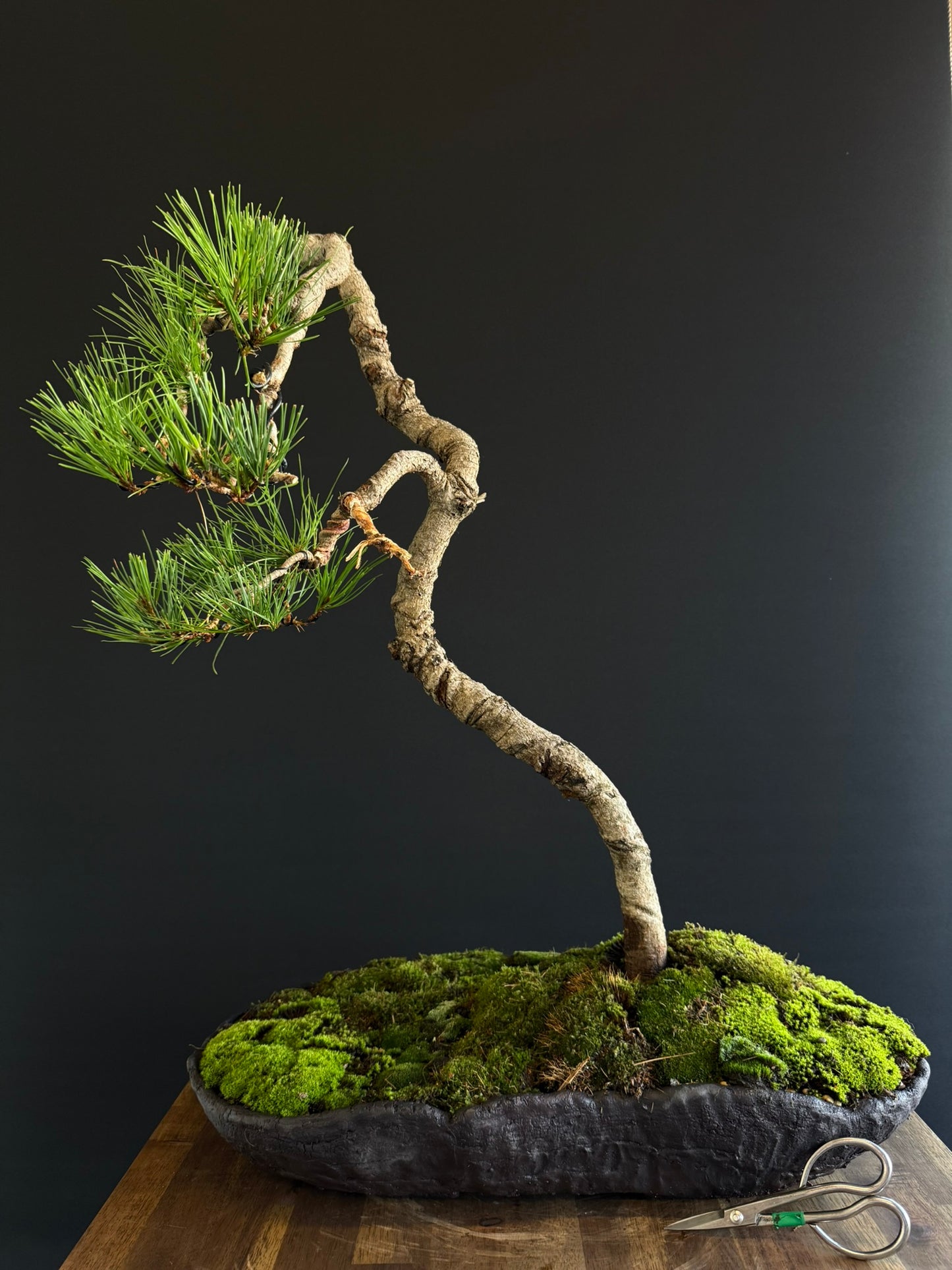 Radiata Pine Bonsai