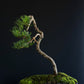 Radiata Pine Bonsai