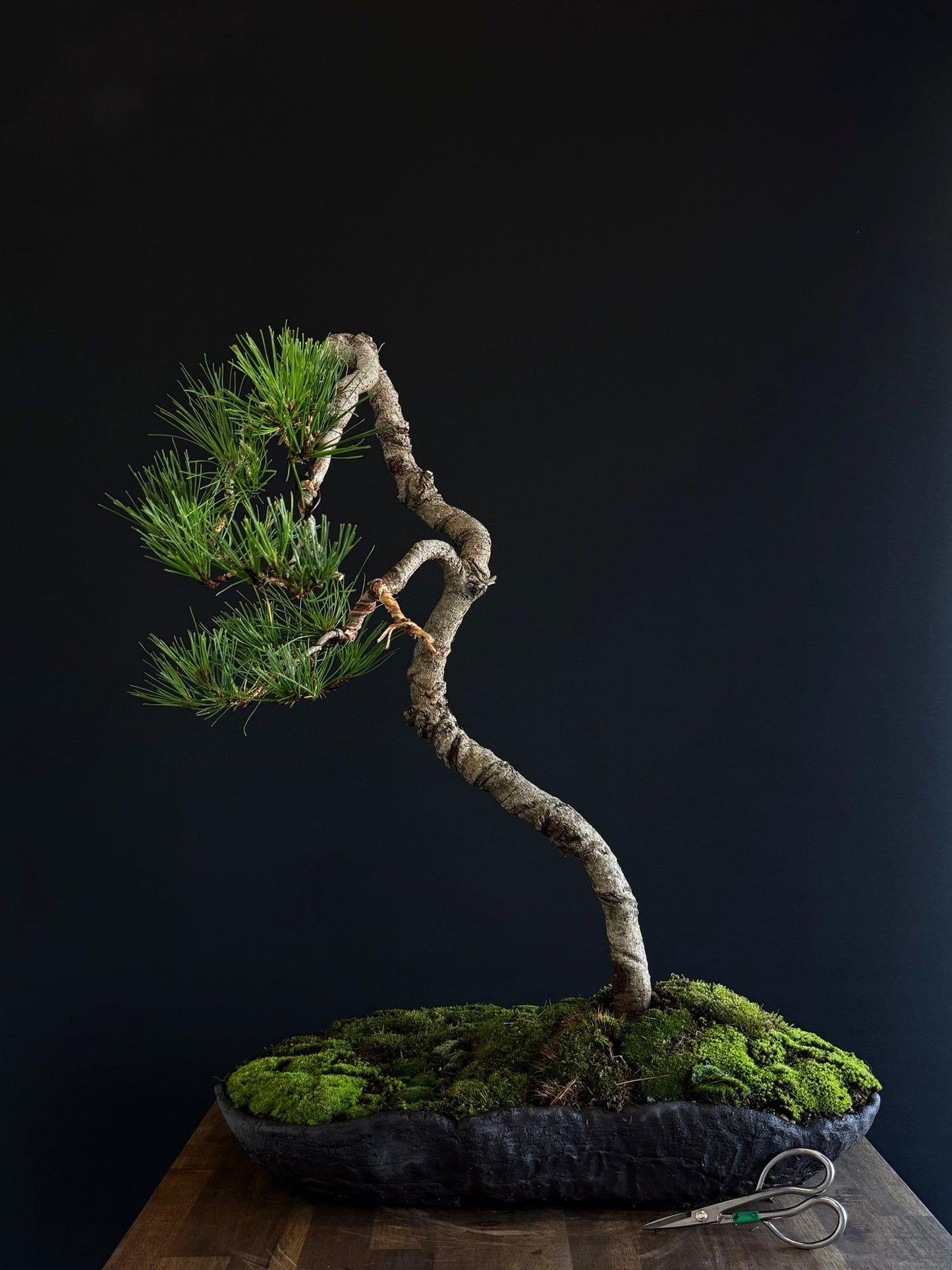 Radiata Pine Bonsai