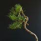 Radiata Pine Bonsai