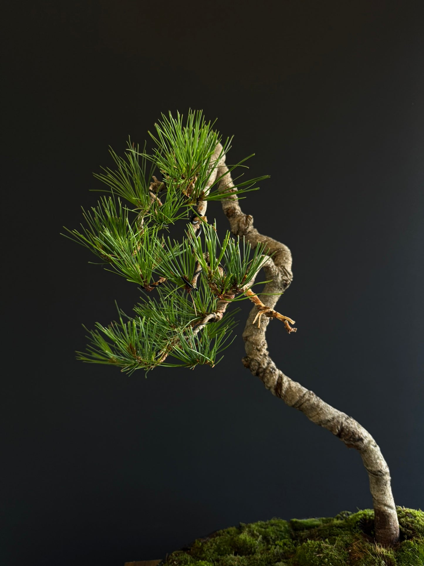 Radiata Pine Bonsai