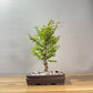 Chinese Elm