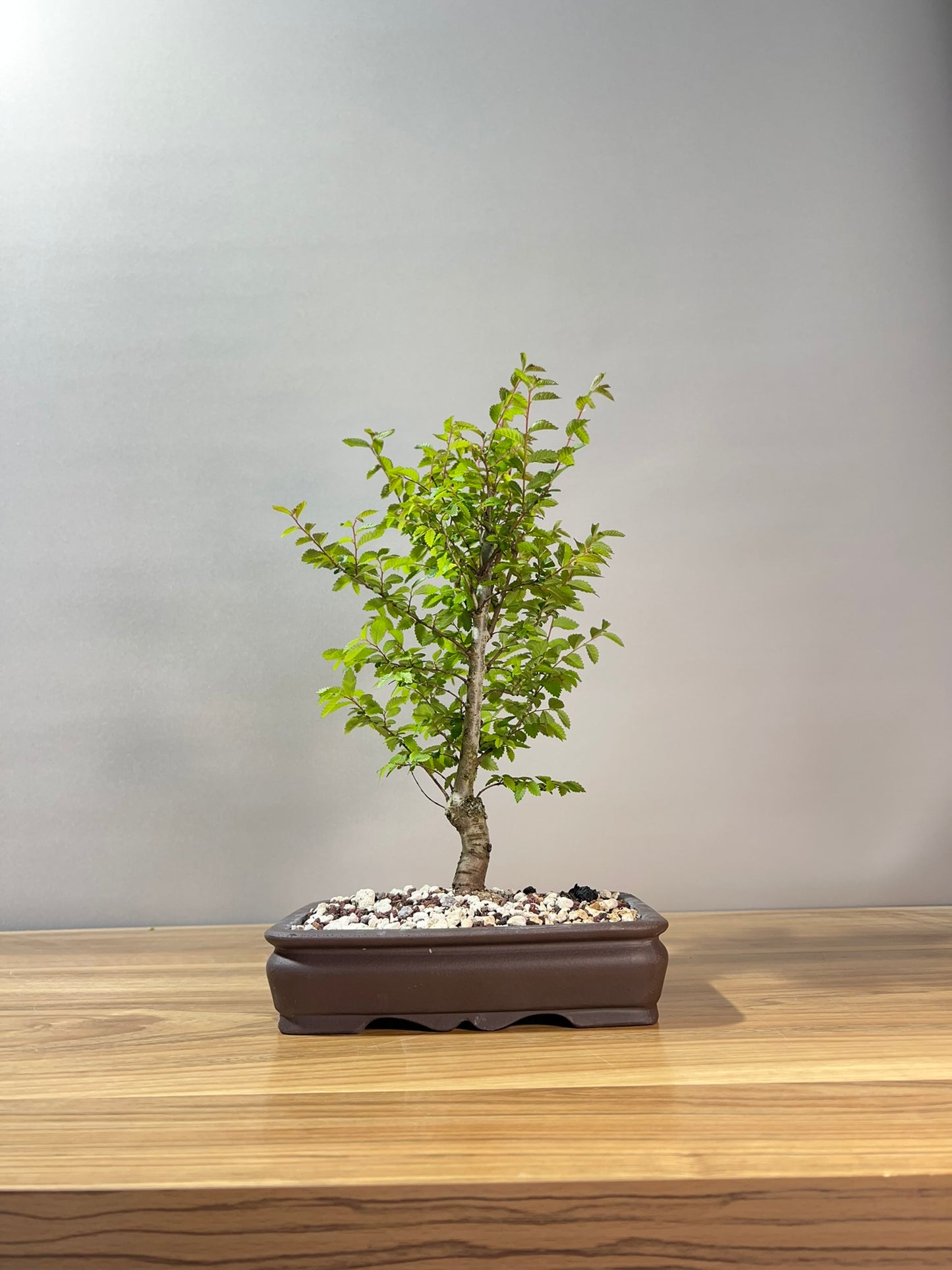 Chinese Elm