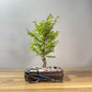 Chinese Elm