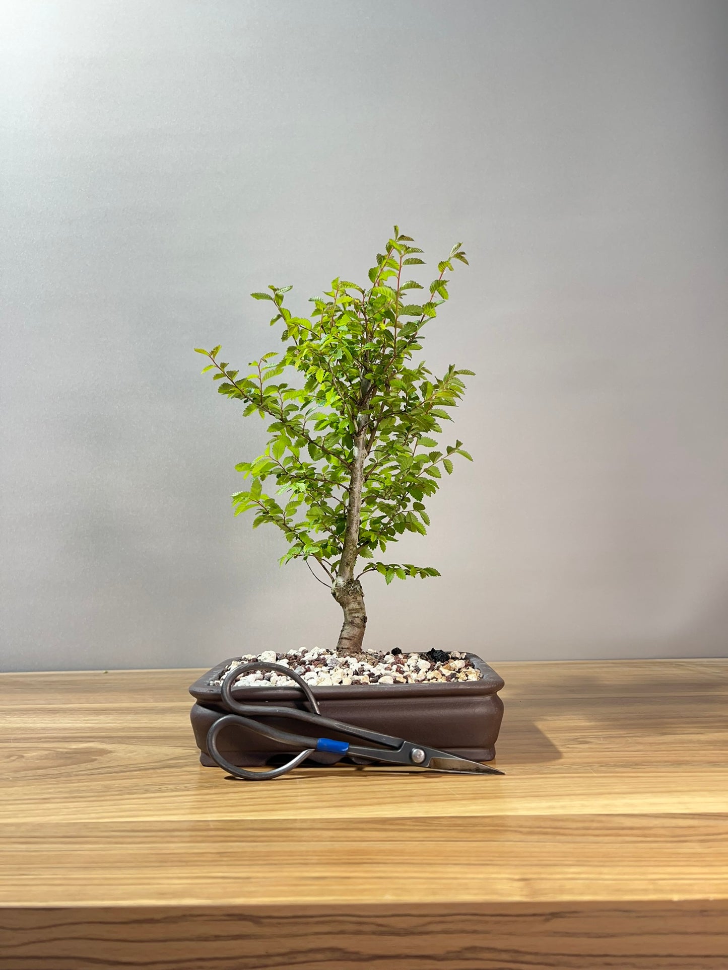 Chinese Elm