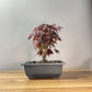 Japanese Maple Clump