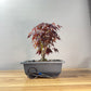 Japanese Maple Clump