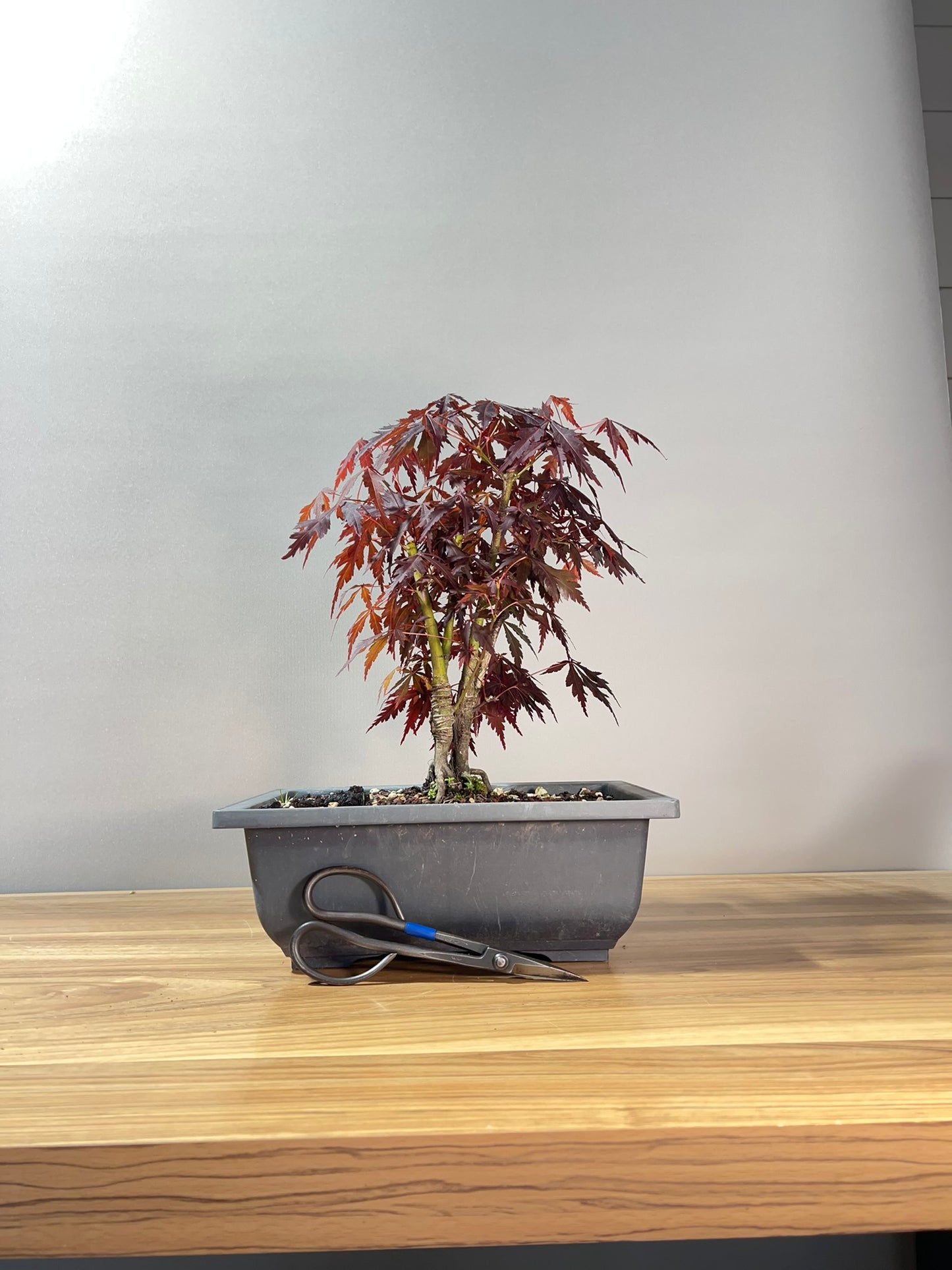 Japanese Maple Clump