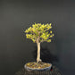 Chinese Elm Bonsai