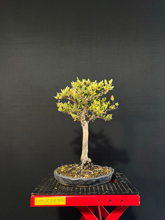 Chinese Elm Bonsai