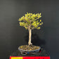 Chinese Elm Bonsai