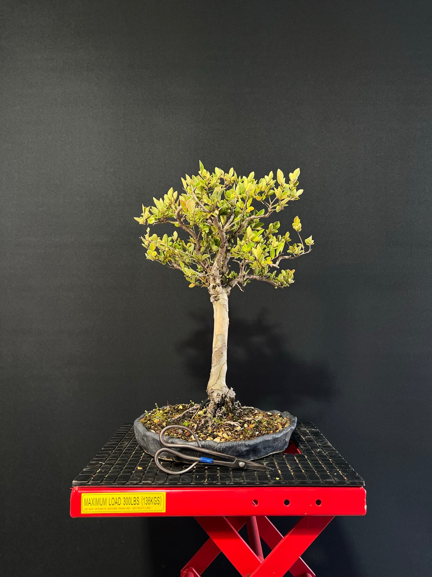 Chinese Elm Bonsai