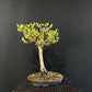 Chinese Elm Bonsai