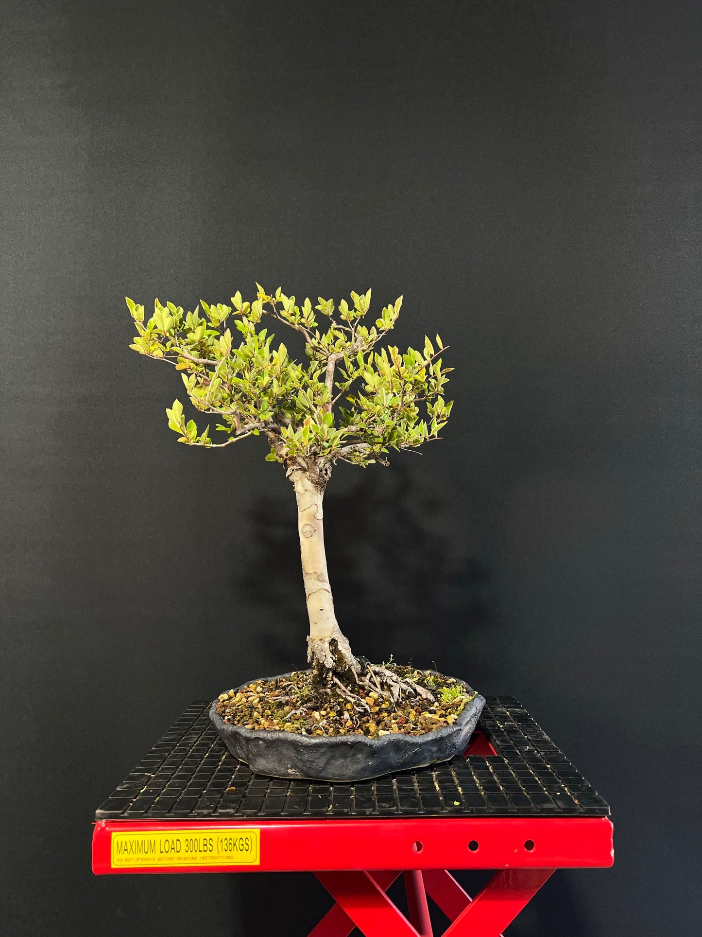 Chinese Elm Bonsai