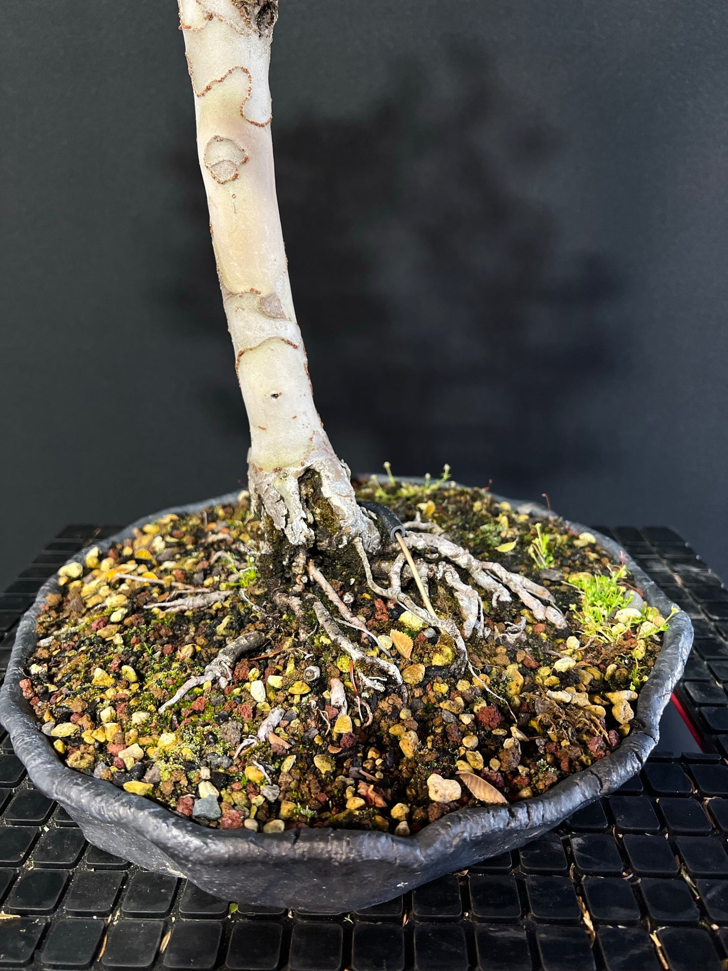 Chinese Elm Bonsai