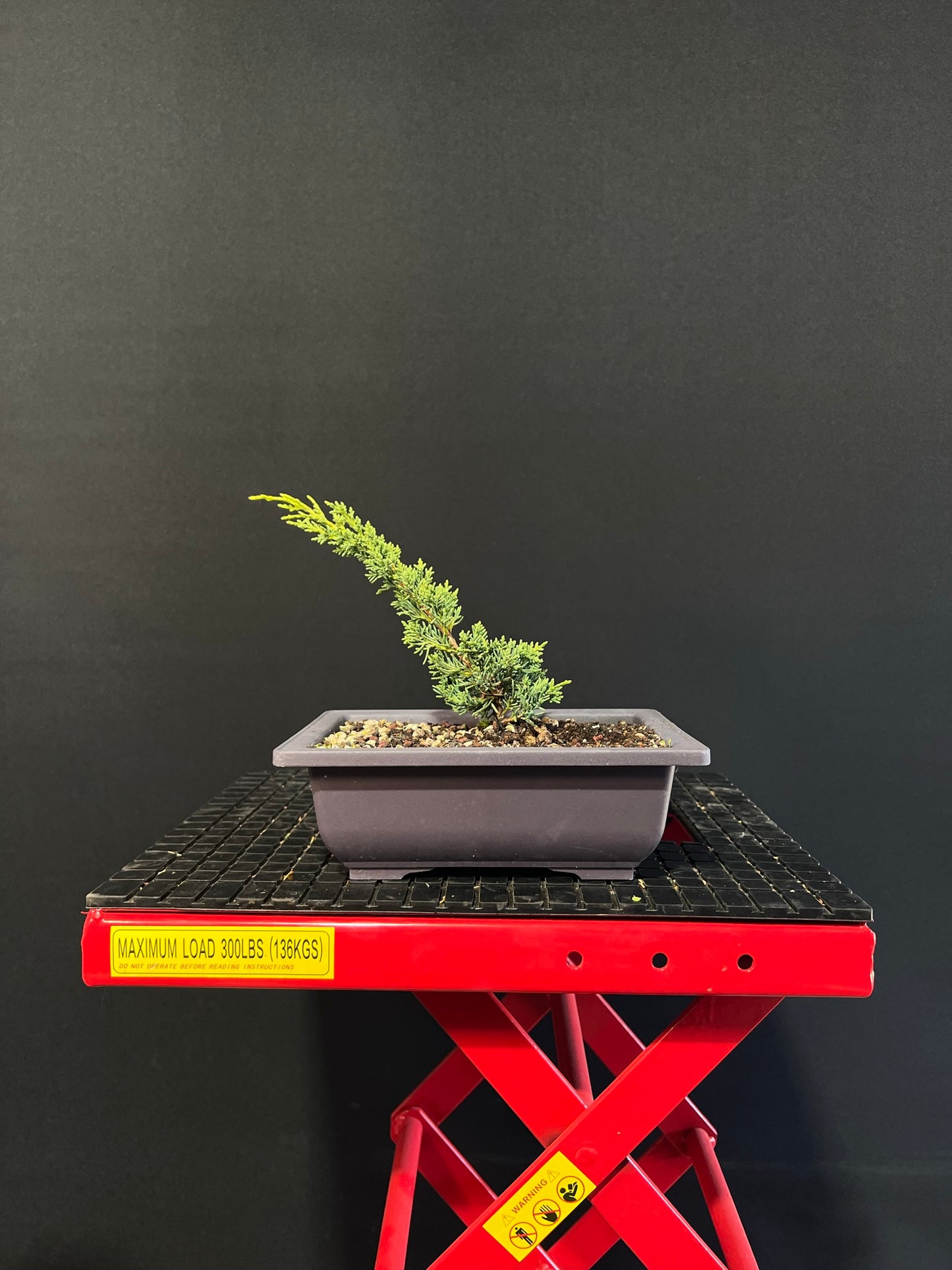 Juniper Starter Bonsai