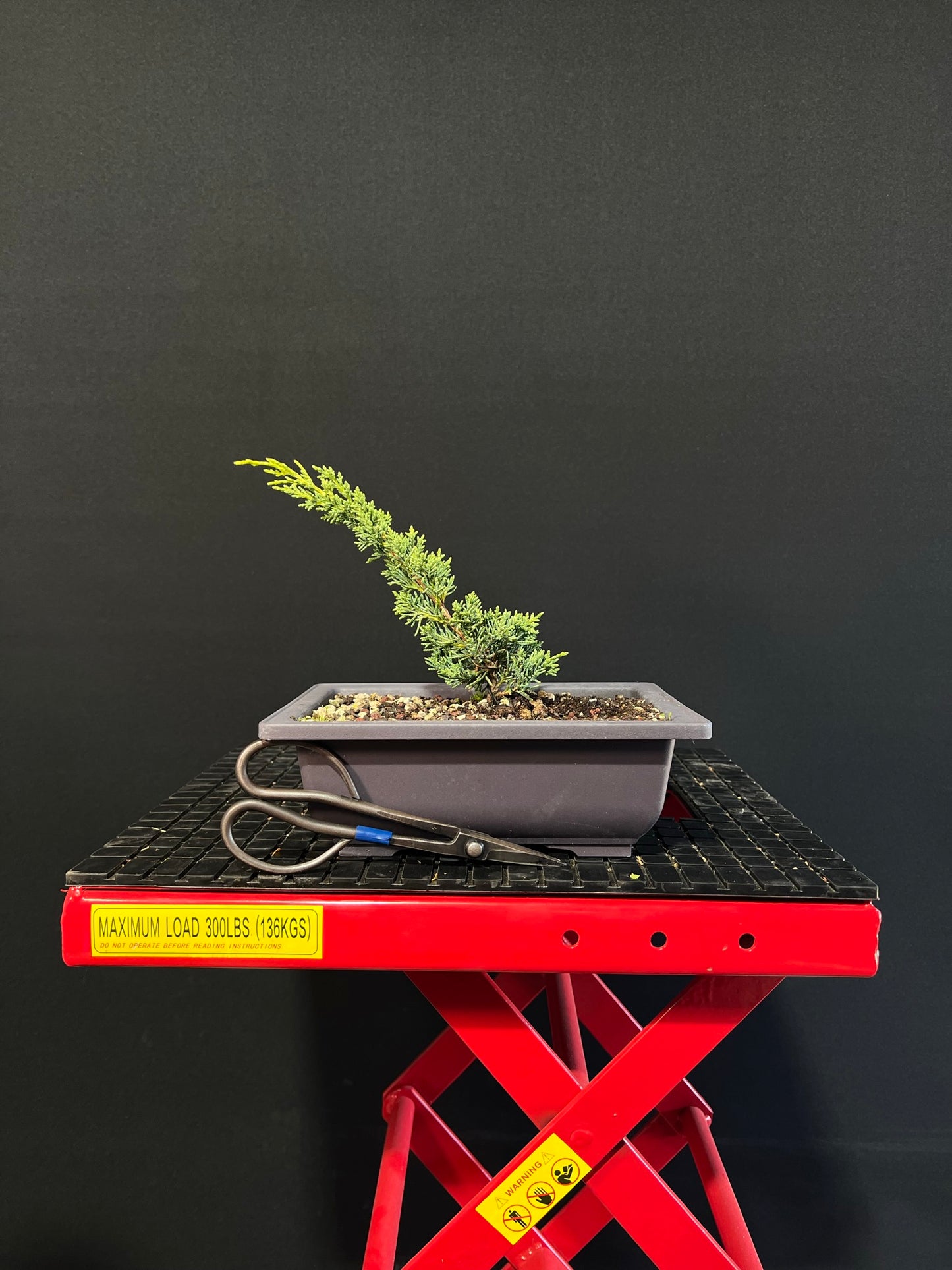 Juniper Starter Bonsai