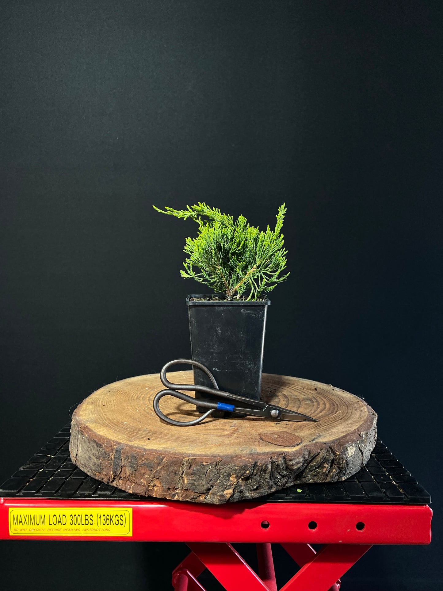 Juniperus chinensis 'kaizuka' -plug grown