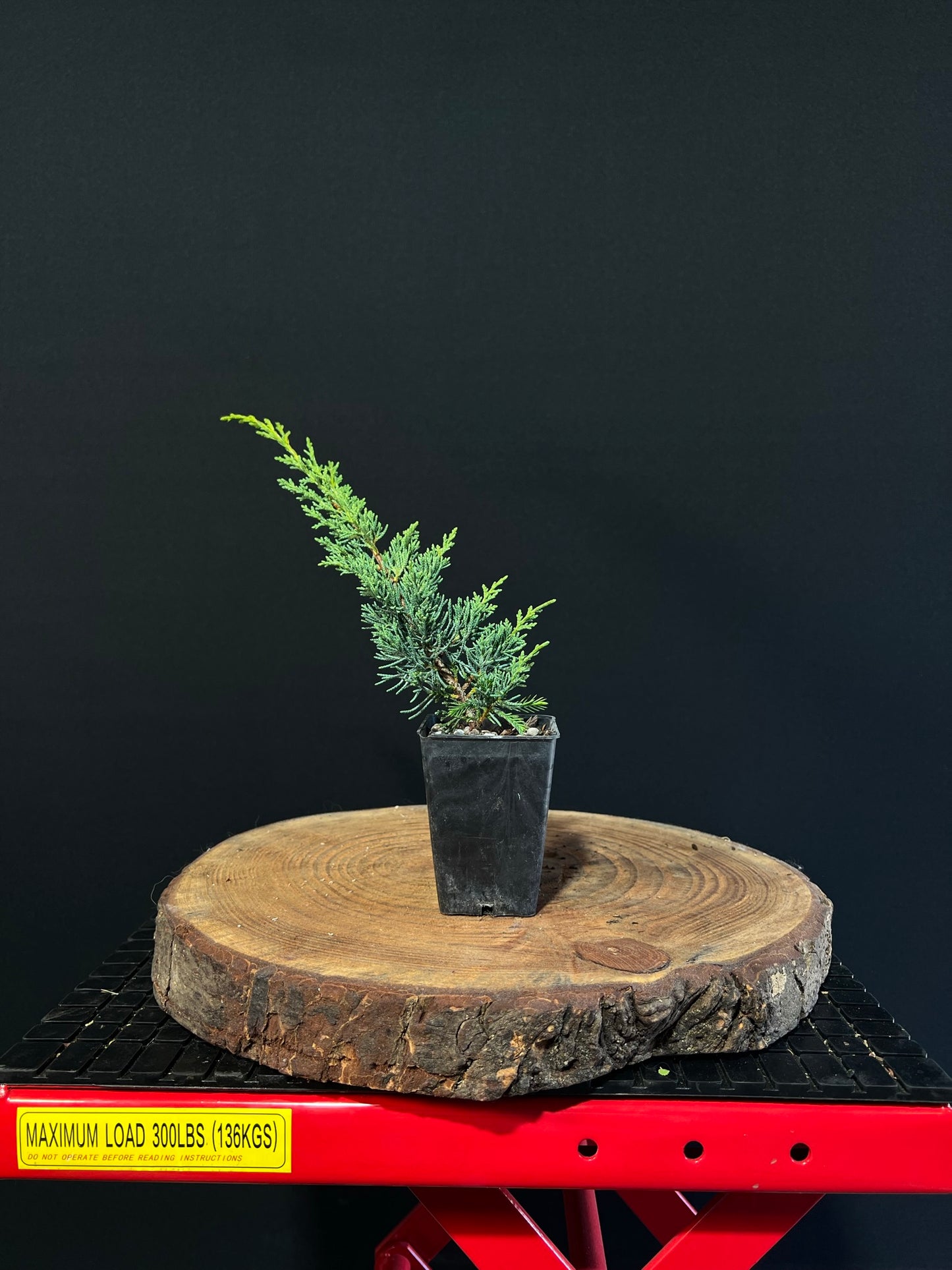 Juniperus chinensis 'media blaauw' -plug grown